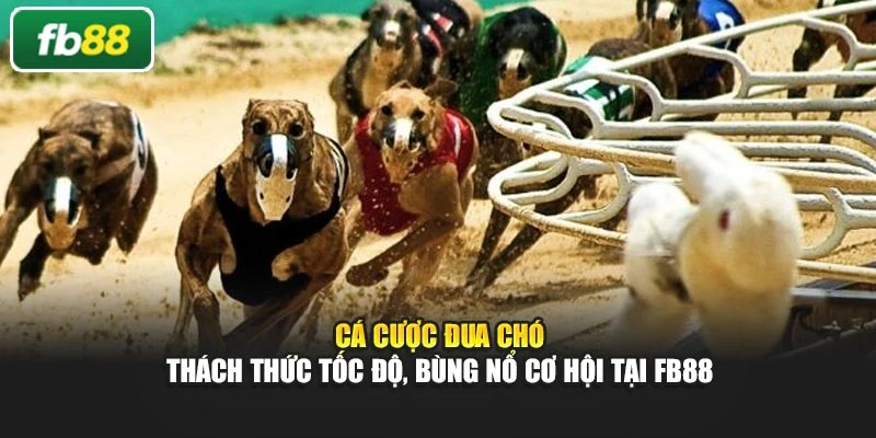 Cá Cược Đua Chó – Thách Thức Tốc Độ, Bùng Nổ Cơ Hội Tại Fb88