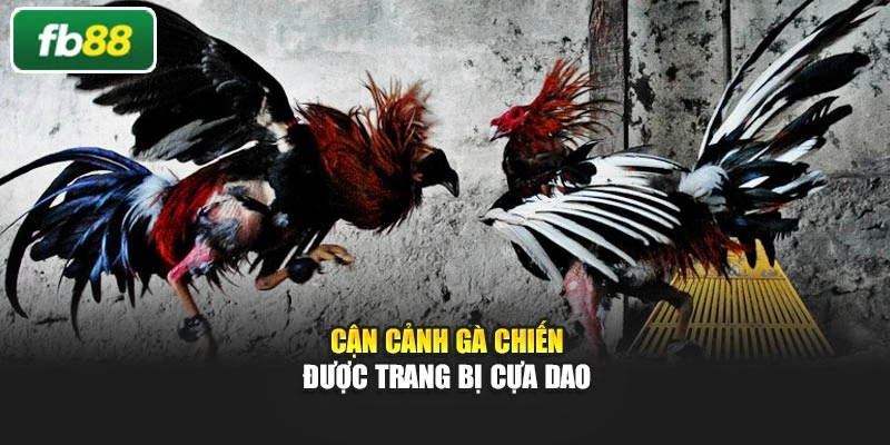 Cận cảnh gà chiến được trang bị cựa dao