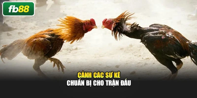 Cảnh các sư kê chuẩn bị cho trận đấu