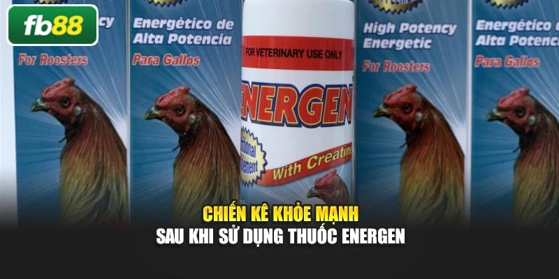 Chiến kê khỏe mạnh sau khi sử dụng thuốc Energen