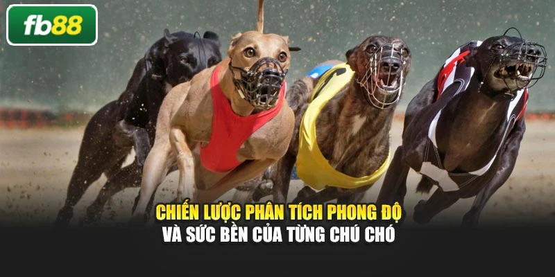 Chiến lược phân tích phong độ và sức bền của từng chú chó