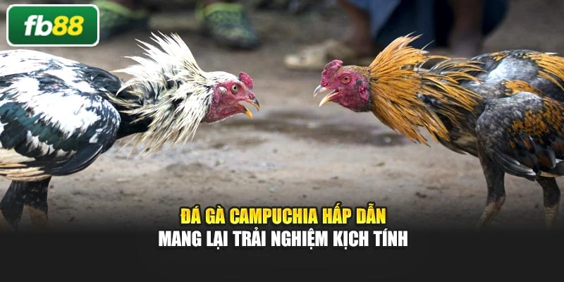 Đá Gà Campuchia Hấp Dẫn Mang Lại Trải Nghiệm Kịch Tính