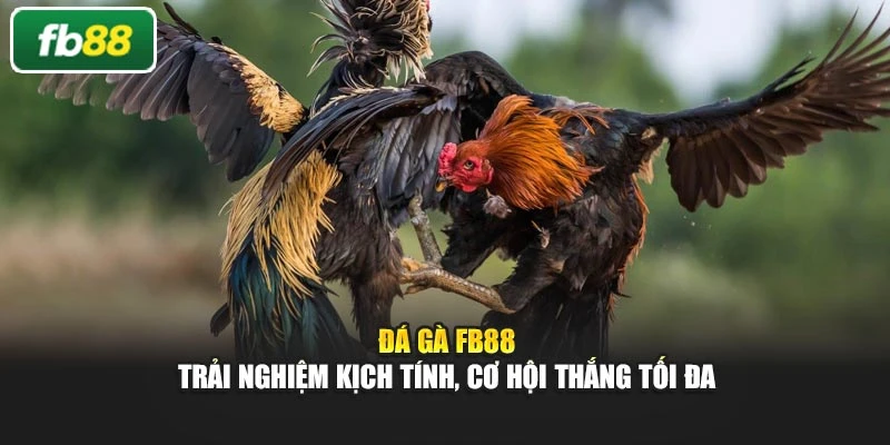 Đá Gà Fb88 – Trải Nghiệm Kịch Tính, Cơ Hội Thắng Tối Đa