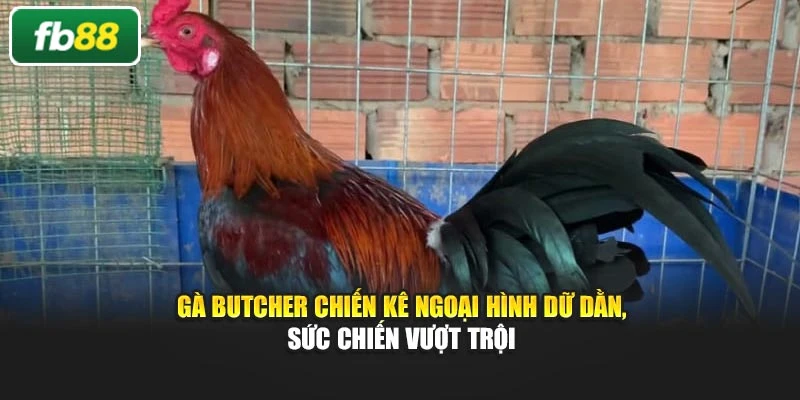 Gà Butcher Chiến Kê Ngoại Hình Dữ Dằn, Sức Chiến Vượt Trội