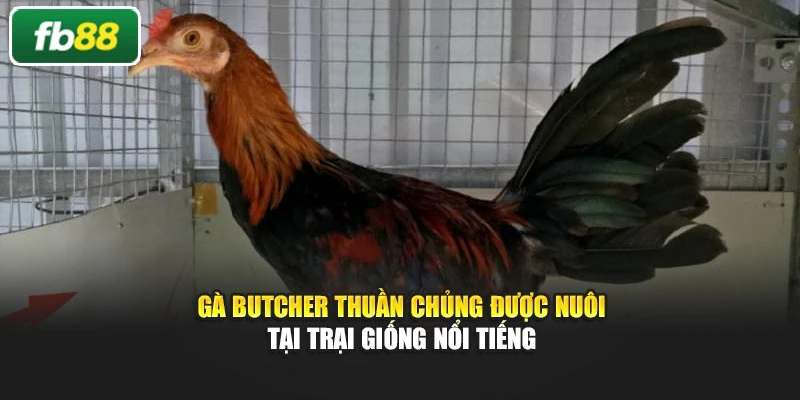 Gà Butcher thuần chủng được nuôi tại trại giống nổi tiếng