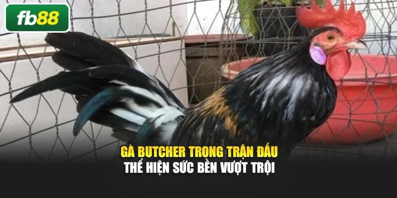 Gà Butcher trong trận đấu thể hiện sức bền vượt trội