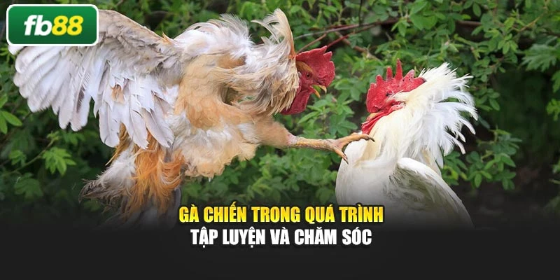 Gà chiến trong quá trình tập luyện và chăm sóc