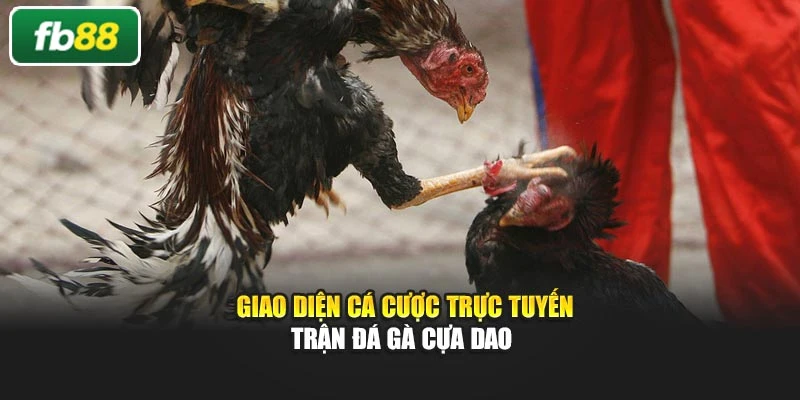 Giao diện cá cược trực tuyến trận đá gà cựa dao