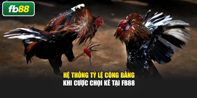 Hệ thống tỷ lệ công bằng khi cược chọi kê tại FB88