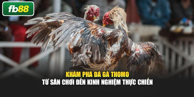 Khám Phá Đá Gà Thomo Từ Sân Chơi Đến Kinh Nghiệm Thực Chiến