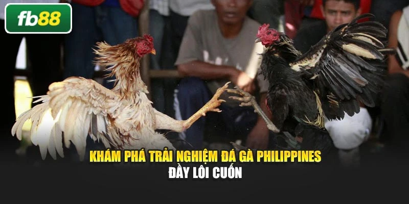 Khám Phá Trải Nghiệm Đá Gà Philippines Đầy Lôi Cuốn