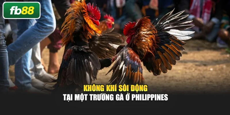 Không khí sôi động tại một trường gà ở Philippines