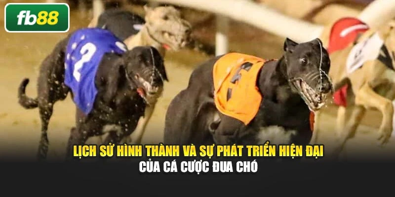 Lịch sử hình thành và sự phát triển hiện đại của cá cược đua chó