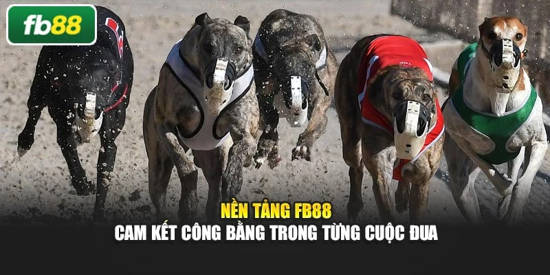 Nền tảng FB88 cam kết công bằng trong từng cuộc đua