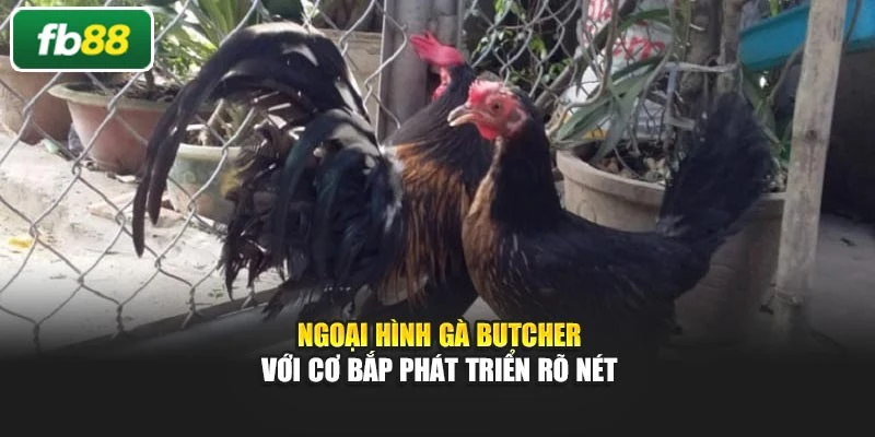 Ngoại hình gà Butcher với cơ bắp phát triển rõ nét