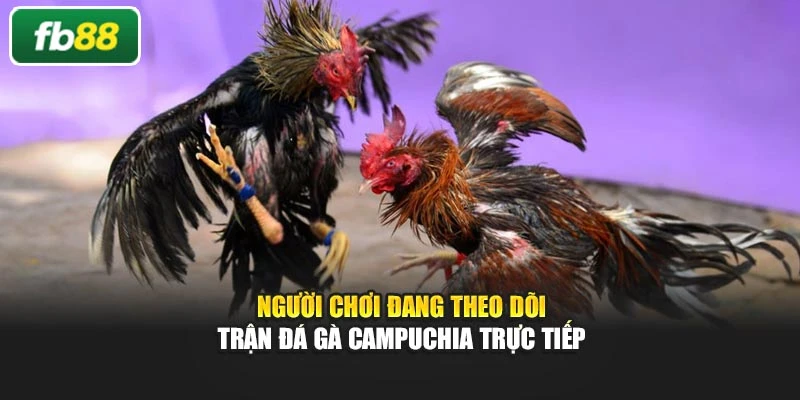 Người chơi đang theo dõi trận đá gà Campuchia trực tiếp
