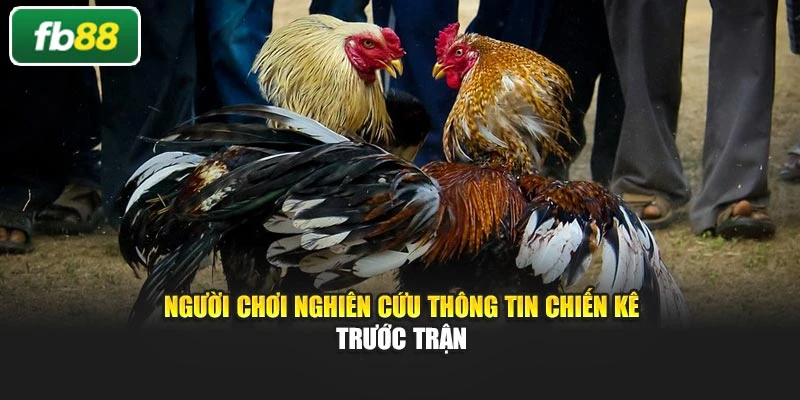Người chơi nghiên cứu thông tin chiến kê trước trận