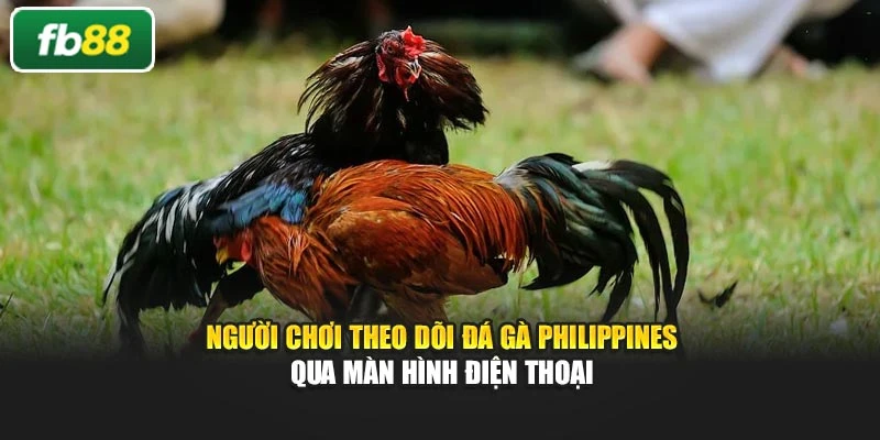 Người chơi theo dõi đá gà Philippines qua màn hình điện thoại