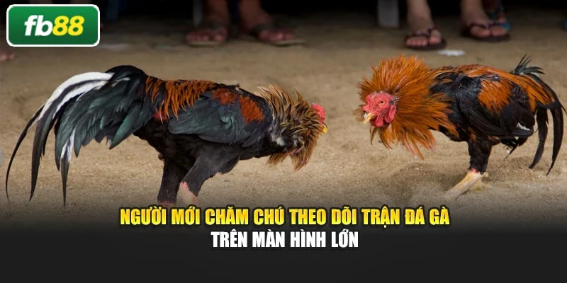 Người mới chăm chú theo dõi trận đá gà trên màn hình lớn