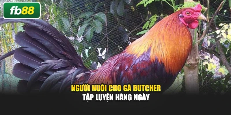 Người nuôi cho gà Butcher tập luyện hàng ngày