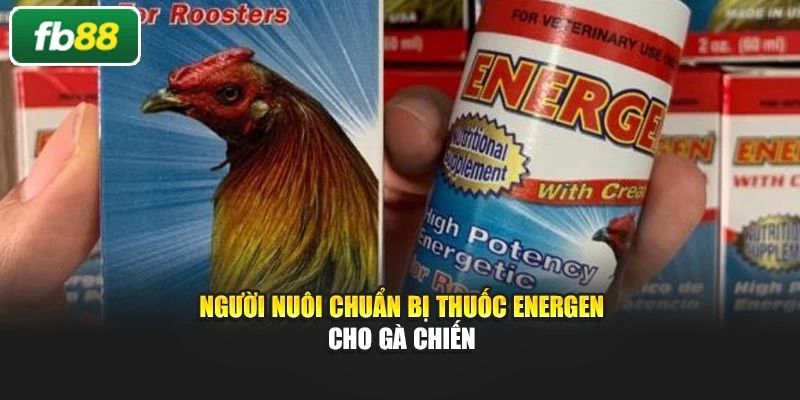 Người nuôi chuẩn bị thuốc Energen cho gà chiến