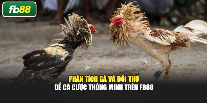 Phân tích gà và đối thủ để cá cược thông minh trên Fb88