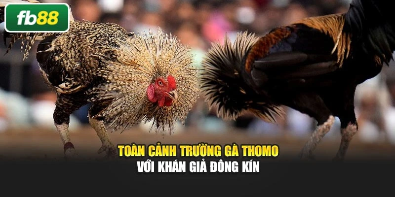 Toàn cảnh trường gà Thomo với khán giả đông kín