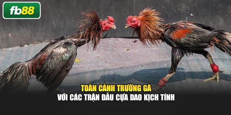 Toàn cảnh trường gà với các trận đấu cựa dao kịch tính