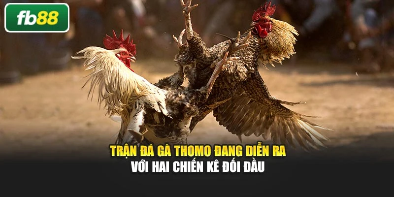 Trận đá gà Thomo đang diễn ra với hai chiến kê đối đầu