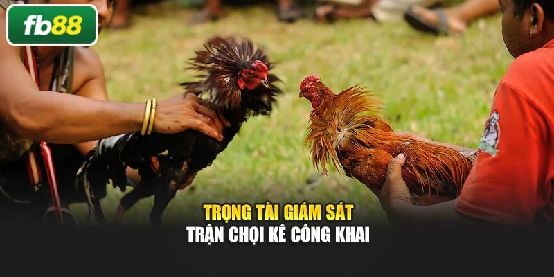 Trọng tài giám sát trận chọi kê công khai