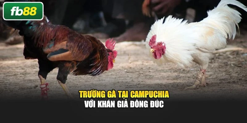Trường gà tại Campuchia với khán giả đông đúc