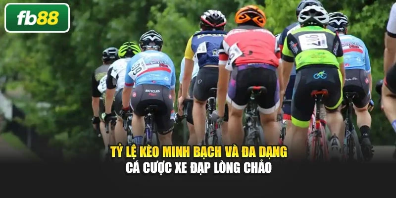 Tỷ lệ kèo minh bạch và đa dạng cá cược xe đạp lòng chảo